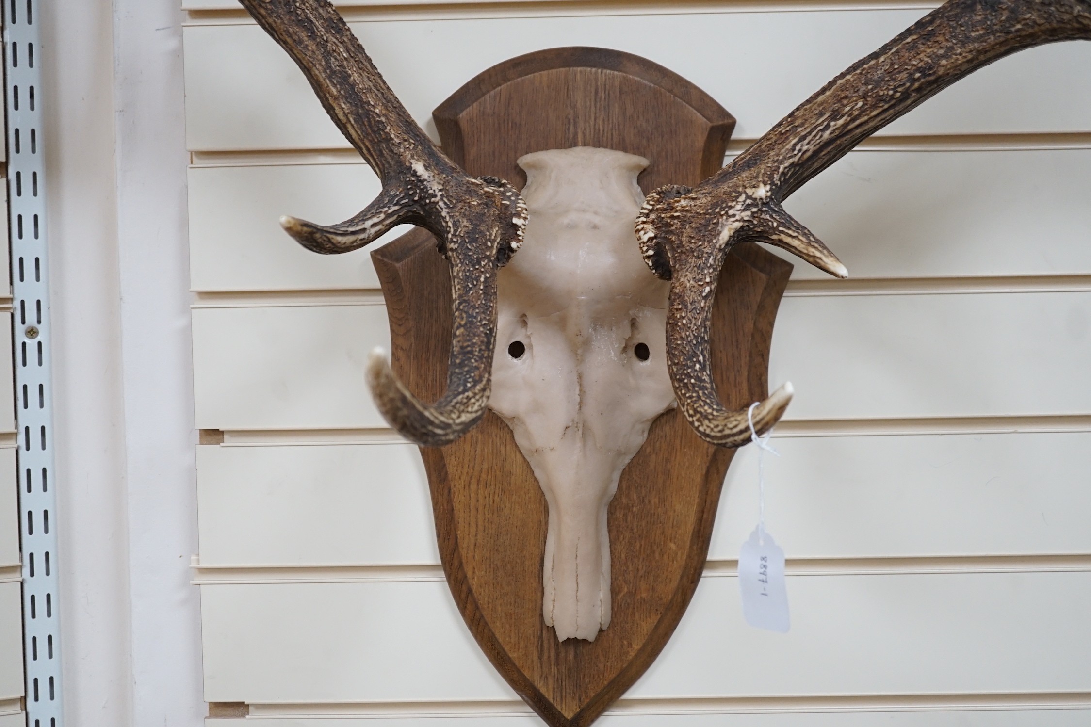 A pair of mounted resin antlers